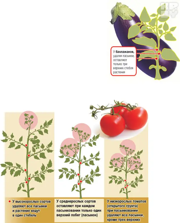 Томаты схема пасынкования