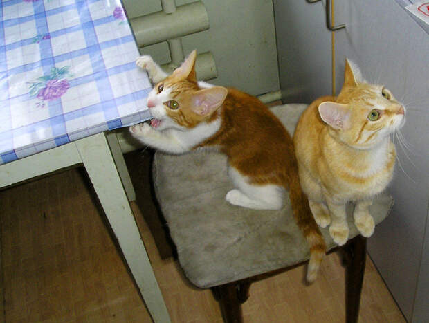 Утро начинается не с кофе. А с кормежки голодного кота коты, фото