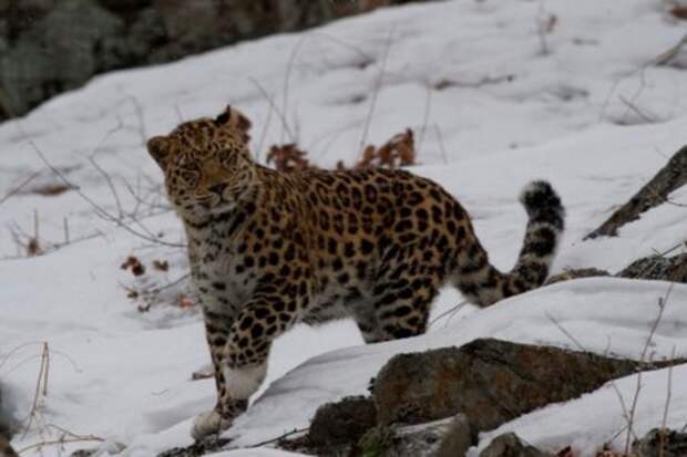 tigr.jpg