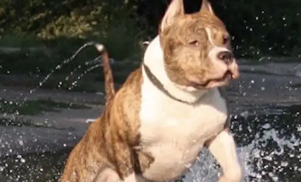 Питбуль пришел на помощь. Полгода назад пенсионерка взяла щенка, приняв за дворнягу