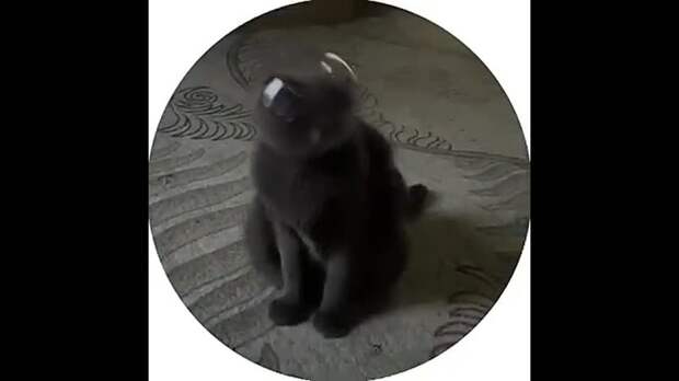 Кот-космонавт завирусился в соцсетях.