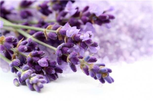 lavanda-otdih-500x332