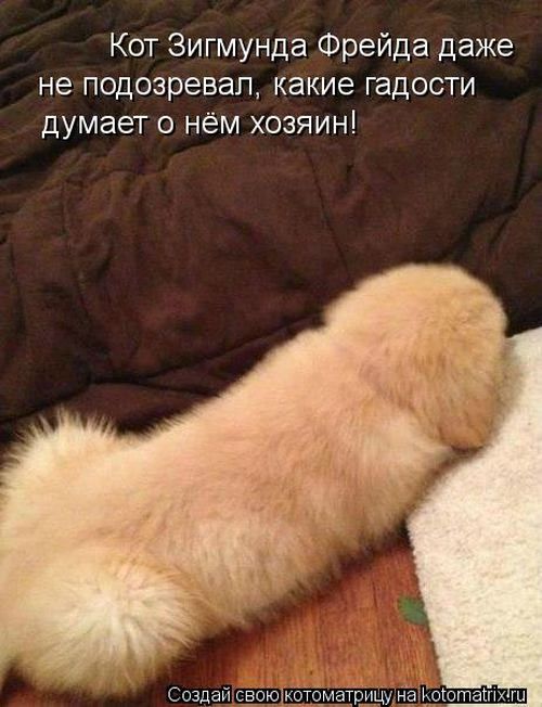 Котоматрицы(картинки с надписями)