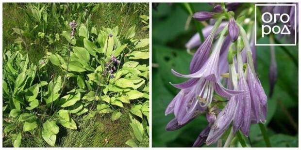 Хоста прямолистная hosta rectiflora