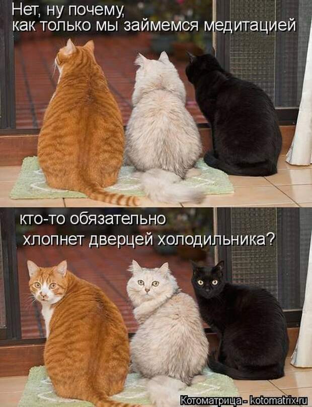 Лучшие котоматрицы недели