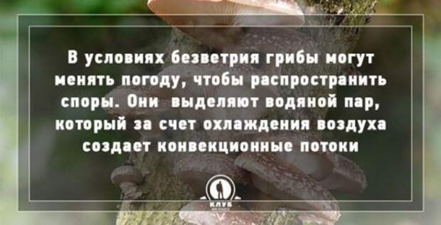 Факты про грибы, которые вы могли не знать (10 фото)