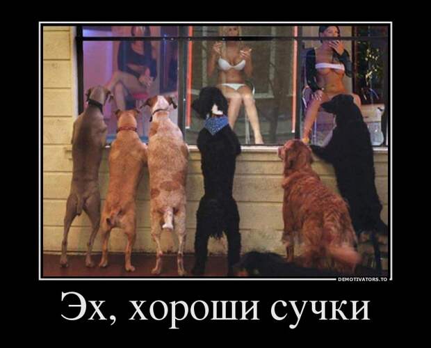 Демотиваторы (51 фото) 