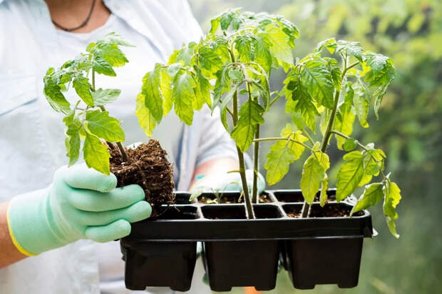 Не сажайте томаты под углом: три причины, почему это снижает урожайность