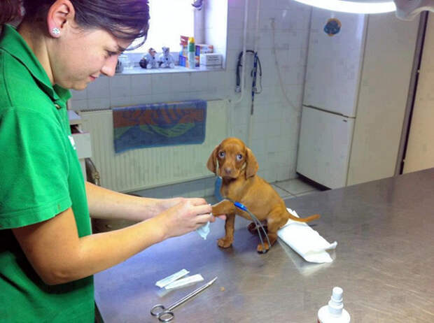 15 фотографий, доказывающих, что ветеринар — самая лучшая профессия