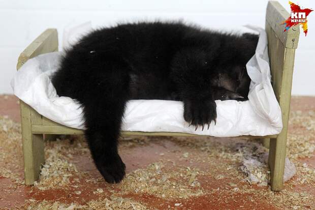 Пока у маленьких обителей зоопарка нет распорядка дня. Медвежата Тема и Маня много спят. Фото: Юлия ПЫХАЛОВА
