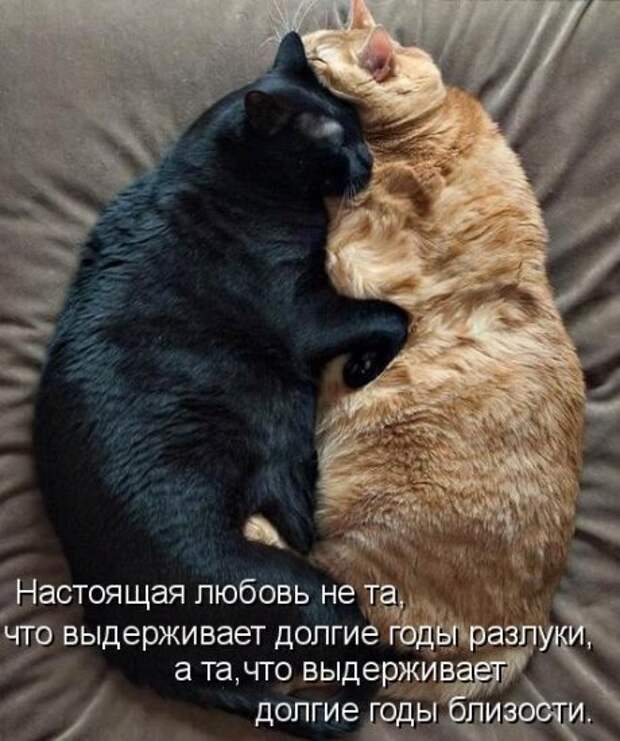 Котоматрица 14