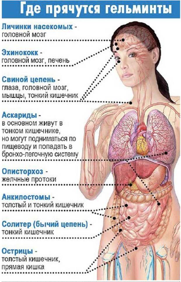 Антипаразитарное Очищение – Личный Опыт