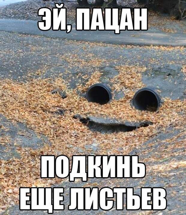 Смешные картинки с подписями катинки, прикол, юмор