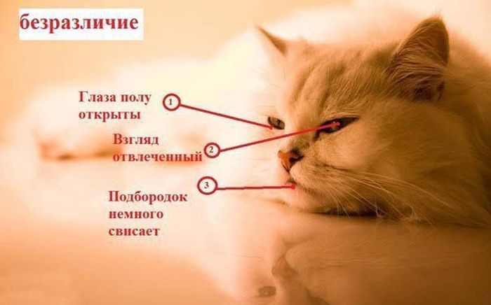 Как узнать, врет Вам кошка или нет? вранье, животные, кошка