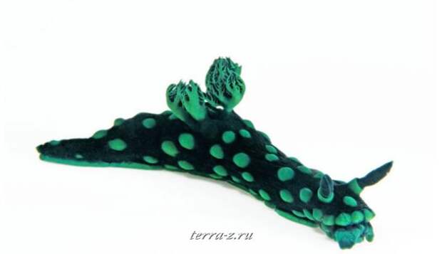 251-990x572_a Nembrotha cristata, размер 12 см
