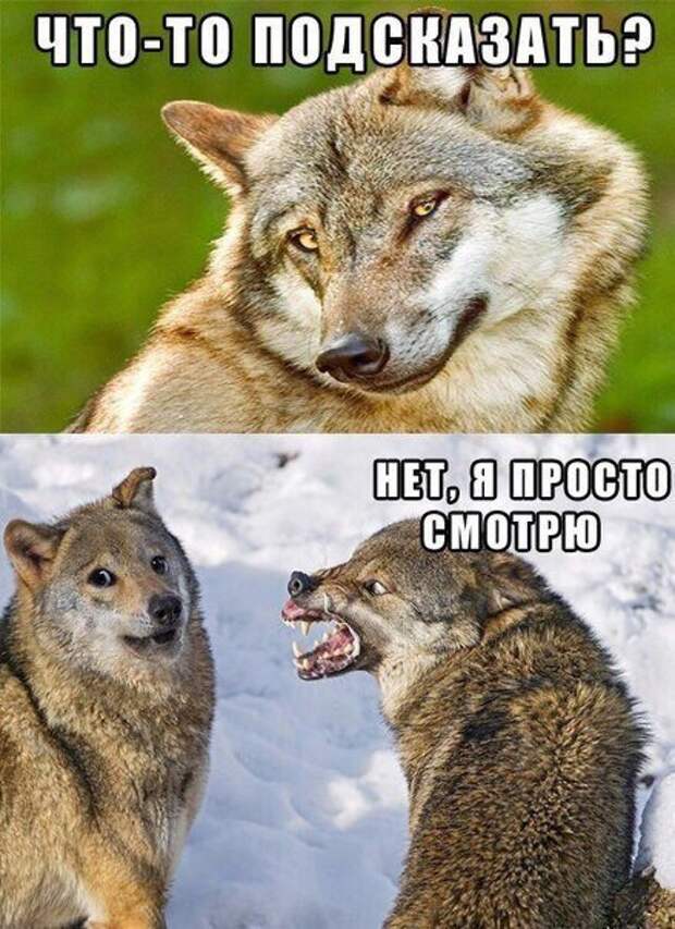 Прикольные фотомемы для хорошего настроения (31 шт)