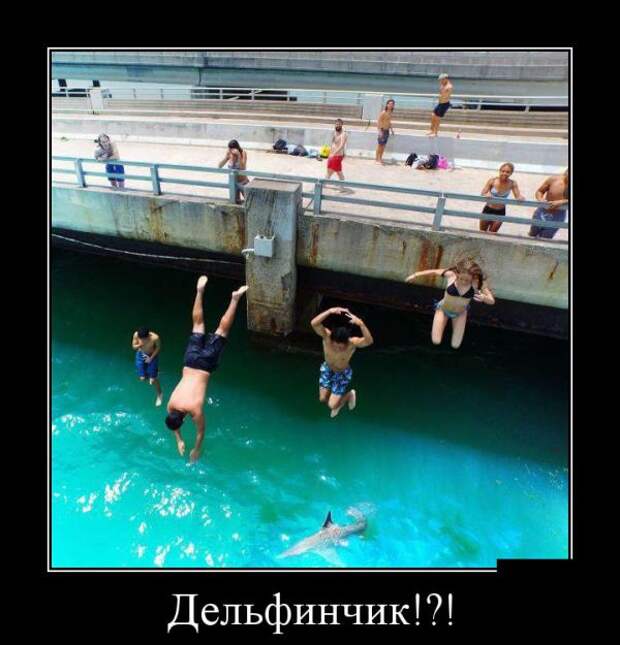 Дельфинчик!?! демотиватор, юмор