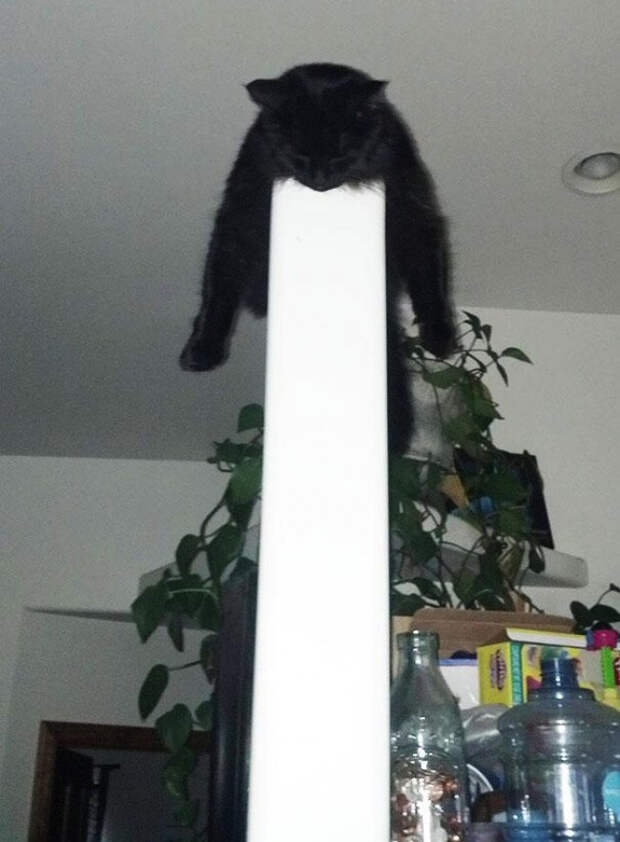 Немного спящих котов коты, милота, сон