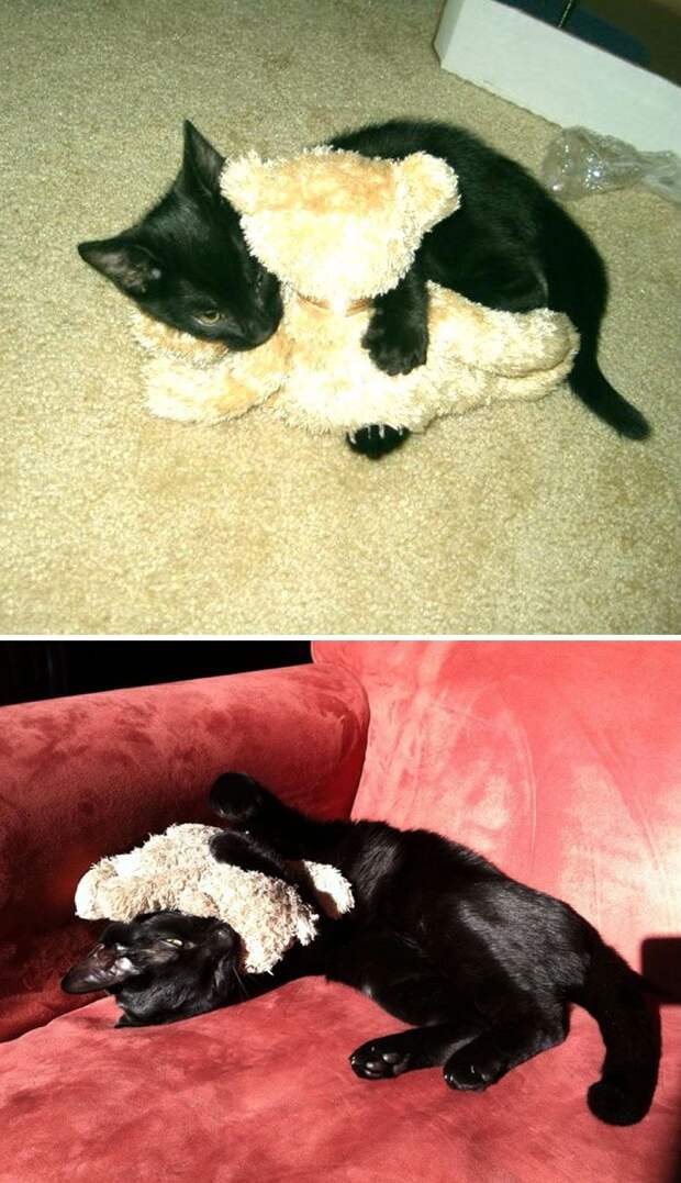 животное с игрушкой, до и после того, как выросло