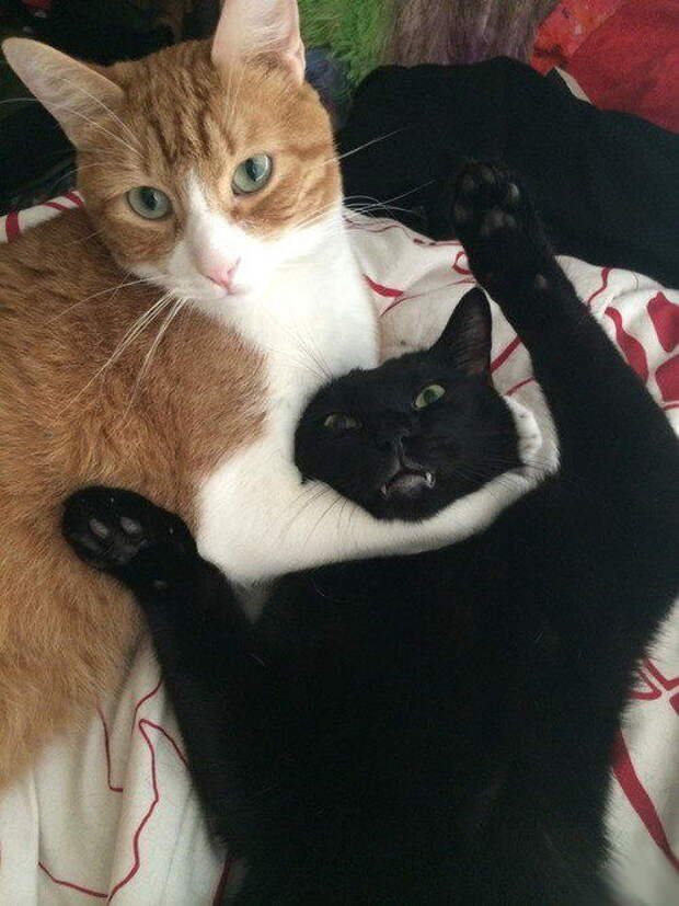 Приколы с котами. часть 12 (29 фото)