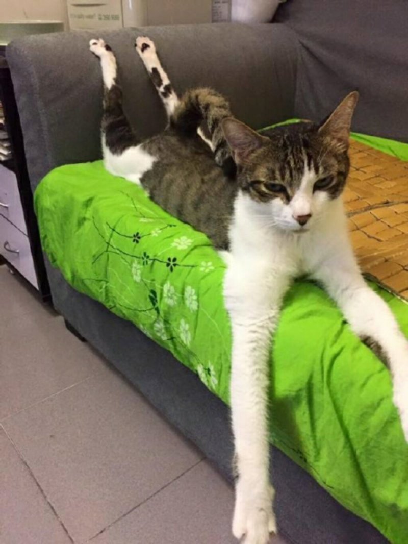 Субботний котопост коты, кошки, приколы с котами., смешные коты