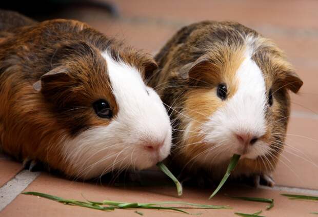 6. Пара guinea pig, животные, морская свинка