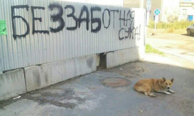 забавные фото сделанные в нужный момент 
