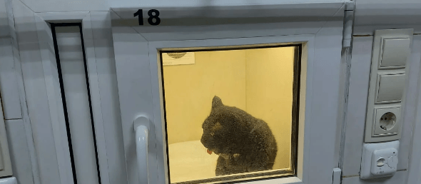 Хозяйка принесла на усыпление кота, которого обижали на протяжение последних 10 лет
