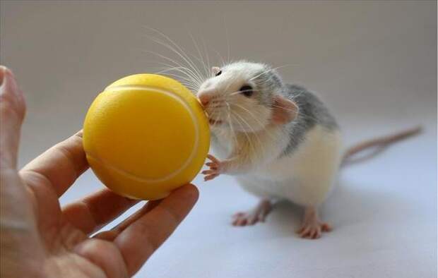 Крыса позирует с мячиком. Эллен ван Дилен. Фото