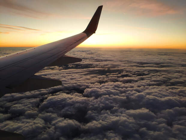 Животные в самолете могут лететь на соседнем кресле с хозяином, но есть условия