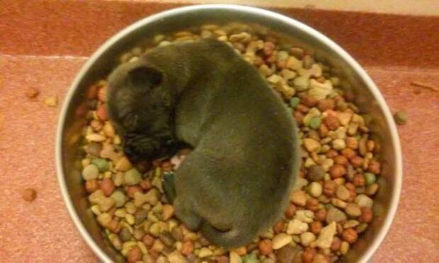 My Mom Volunteers At A Shelter, She Came In And Found One Of The Puppies Like This