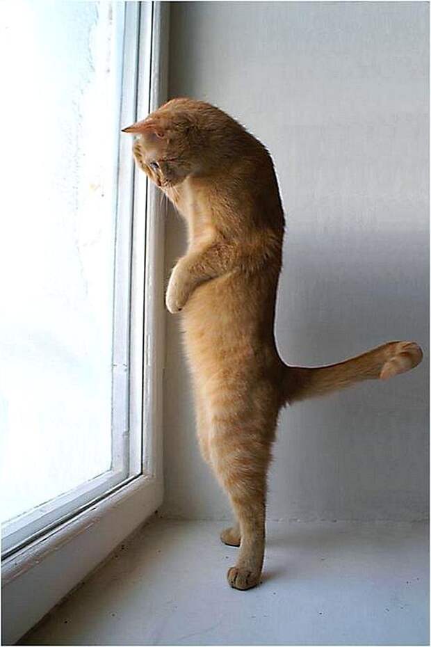 Коты, смотрящие в окно коты, окно, фотографии