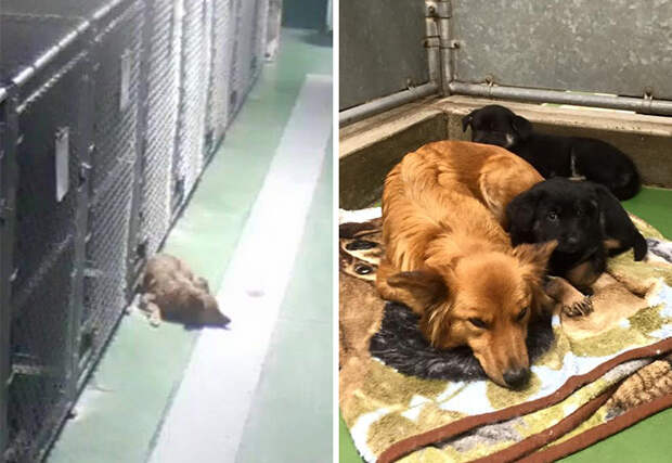 dog-escapes-kennel-comfort-puppies-barkers-pet-motel-2