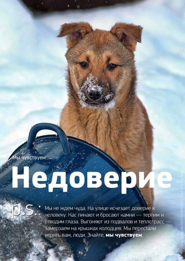 Мы чувствуем, душераздирающий проект о бездомных животных