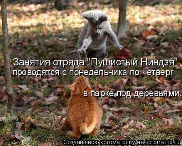 Котоматрица: Занятия отряда "Пушистый Ниндзя" проводятся с понедельника по четверг в парке под деревьями.