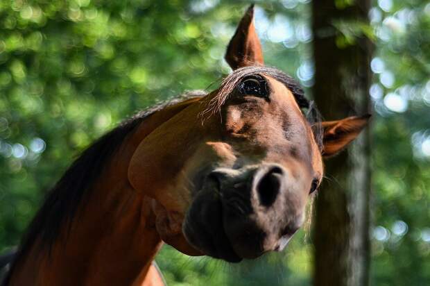 10 поступков и привычек лошадей, которые могут удивить начинающих зоологов