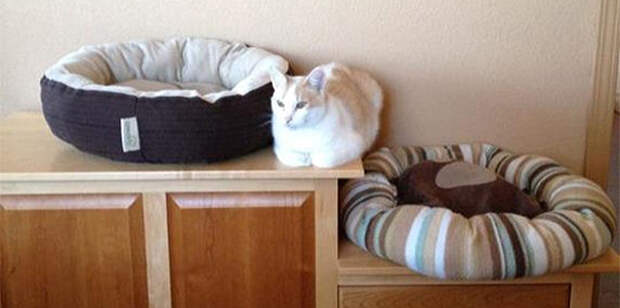кошачья логика (9)