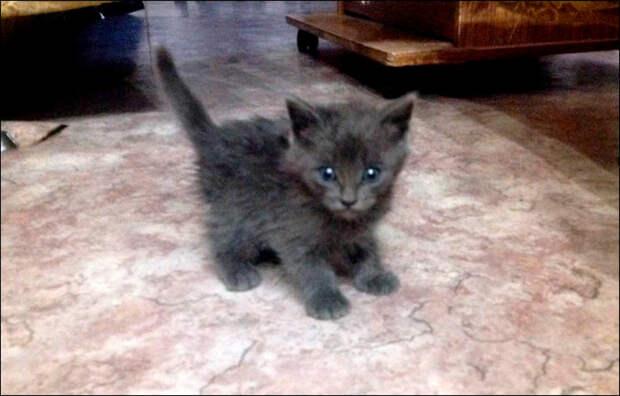 Kittens7