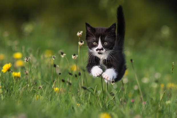 Лучшие фотографии кошек за 2014 год по версии сайта 500px