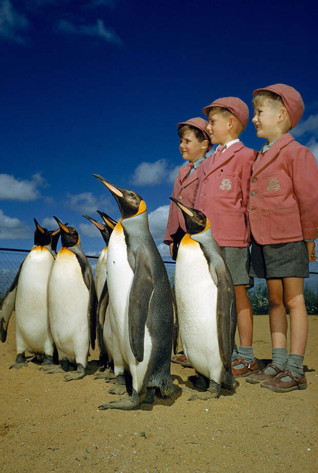 19. Дети в школьной форме позируют с королевскими пингвинами. Лондонский зоопарк, 1953 national geographic, история, природа, фотография
