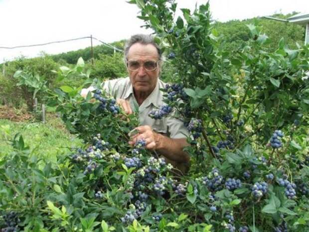 Куст высокорослой американской голубики