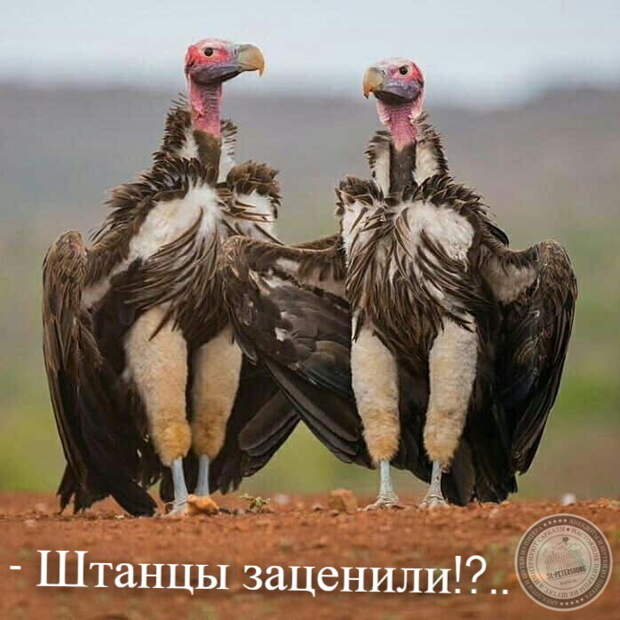 Штаны