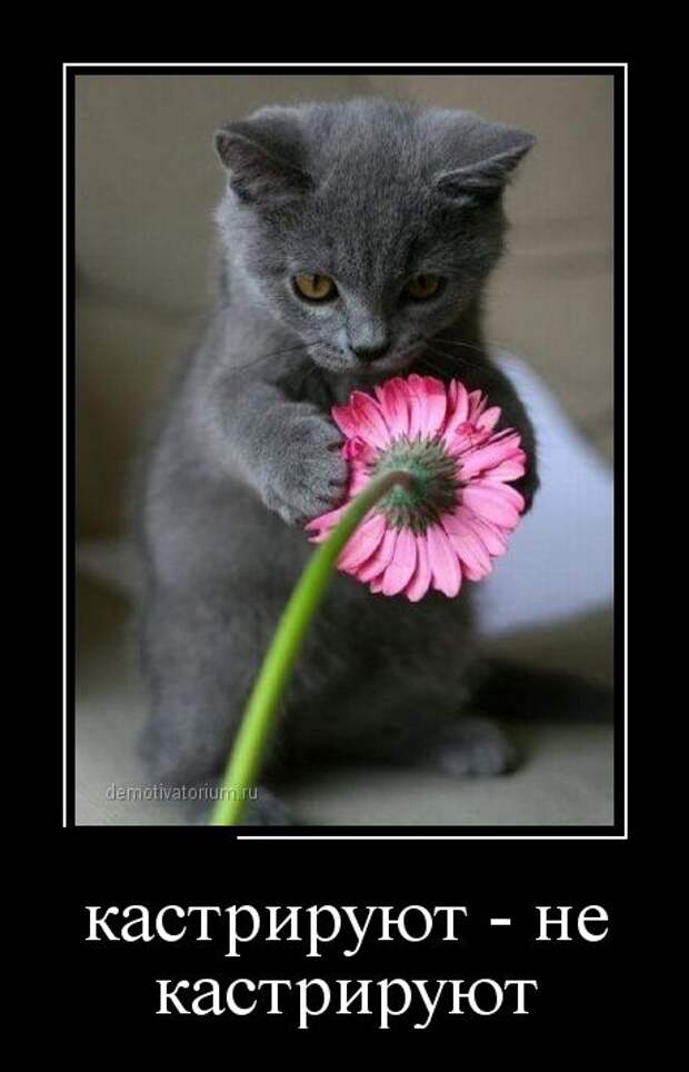 Демотиваторы демотиваторы, юмор