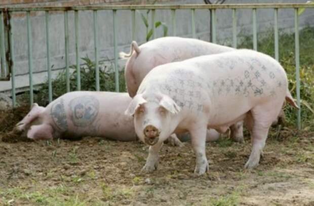 Татуированные свиньи Вима Дельвуа