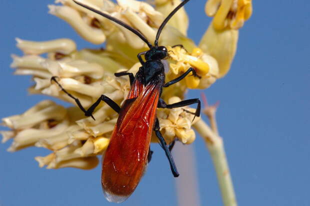 Все привыкли к рыже-полосатому окрасу обычных ос и, скорее всего, не узнают в летающем большом черном насекомом ее «сестру».. Таракашка, Черная оса, дорожная оса, насекомое, паук, тарантул