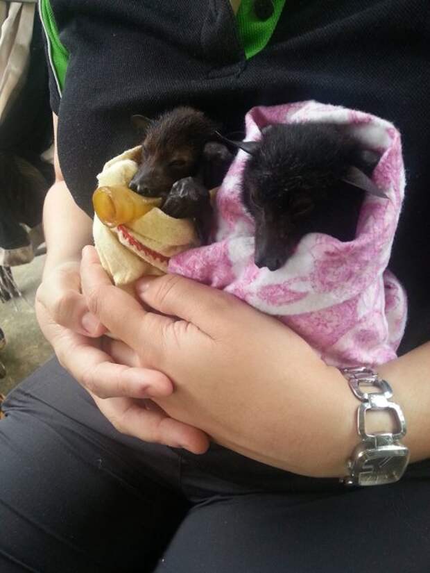 В австралийской ветклинике выхаживают осиротевших детёнышей летучей мыши (11 фото)