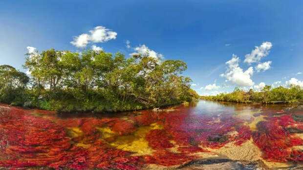 Bigpicture ru river cano cristales unique in the world are latin american country colombia liquid rainbow tributary of the river guayabero 915x515