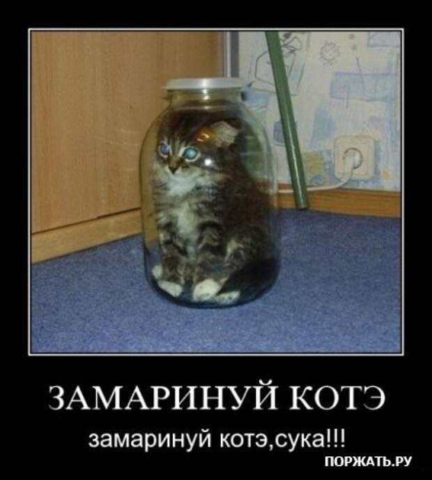 Демотиваторы, юмористические надписи.