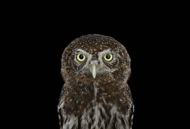 the-surreal-beauty-of-owls1__880