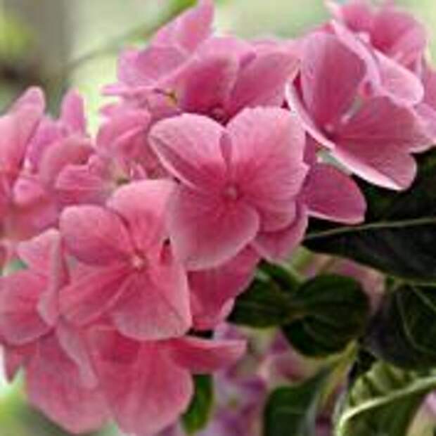 Гортензия крупнолистная (Hydrangea macrophylla)